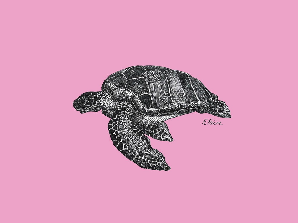 5 NEON 'Terry' Turtle Postcards