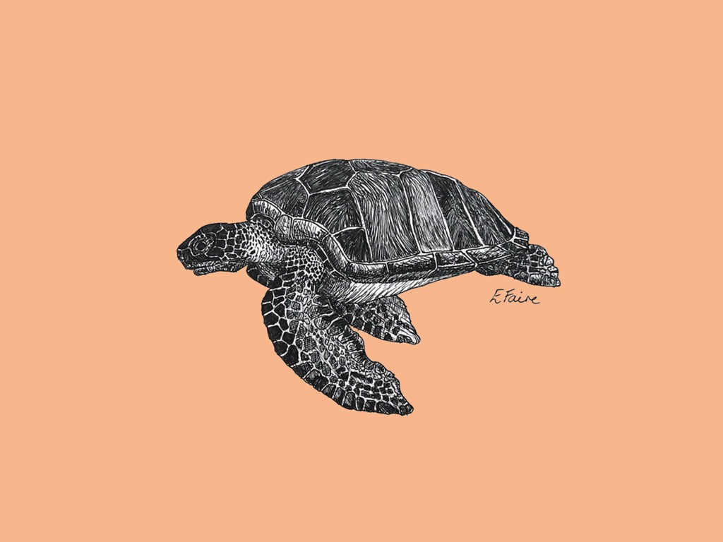 5 NEON 'Terry' Turtle Postcards