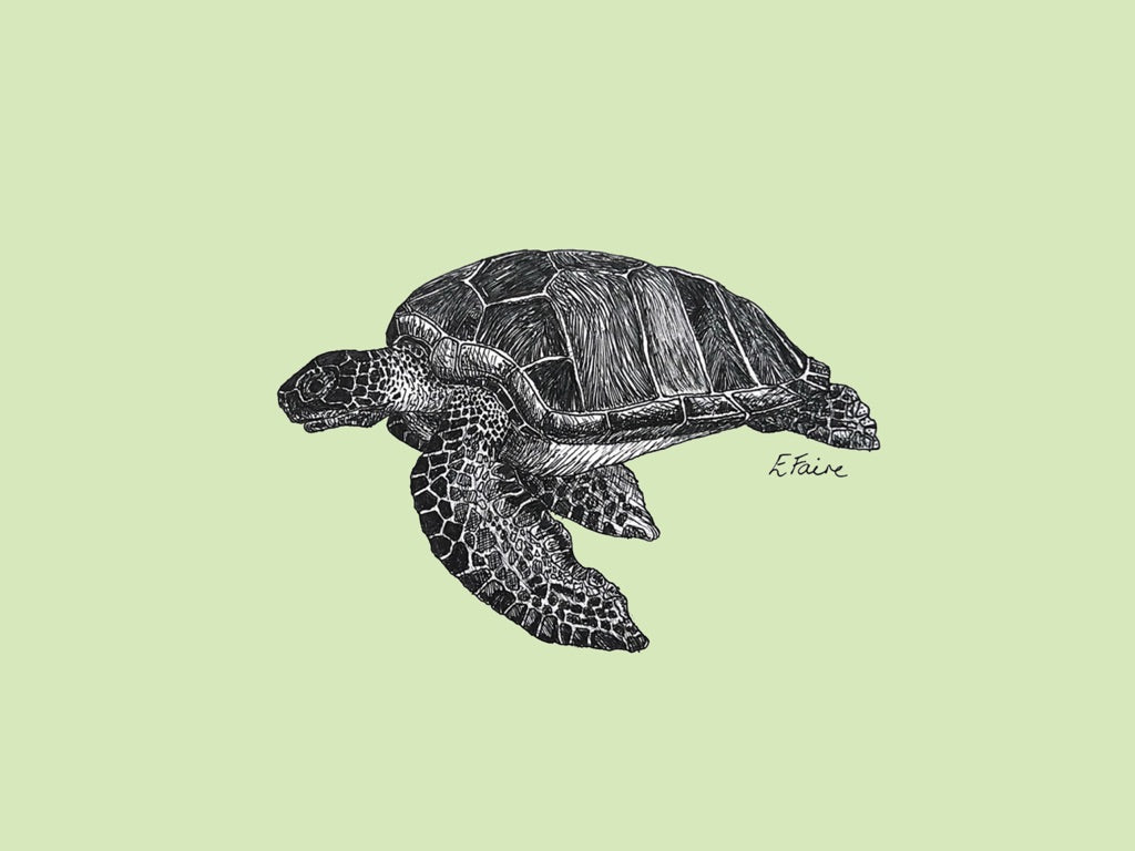 5 PASTEL 'Terry' Turtle Postcards