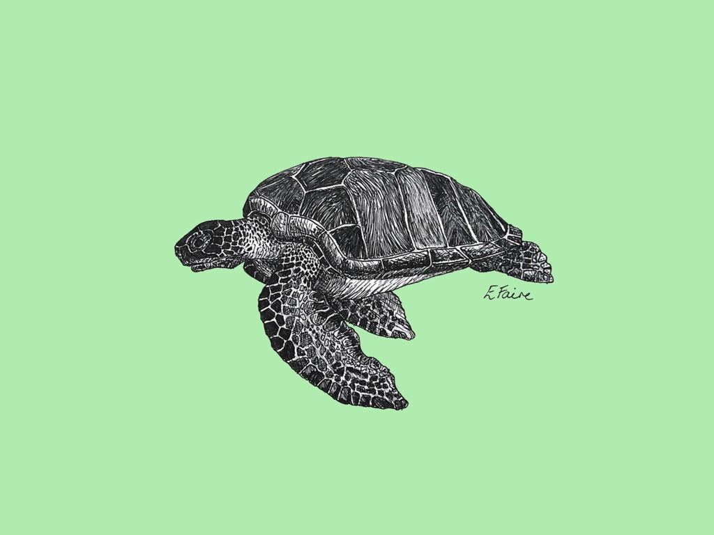 5 NEON 'Terry' Turtle Postcards