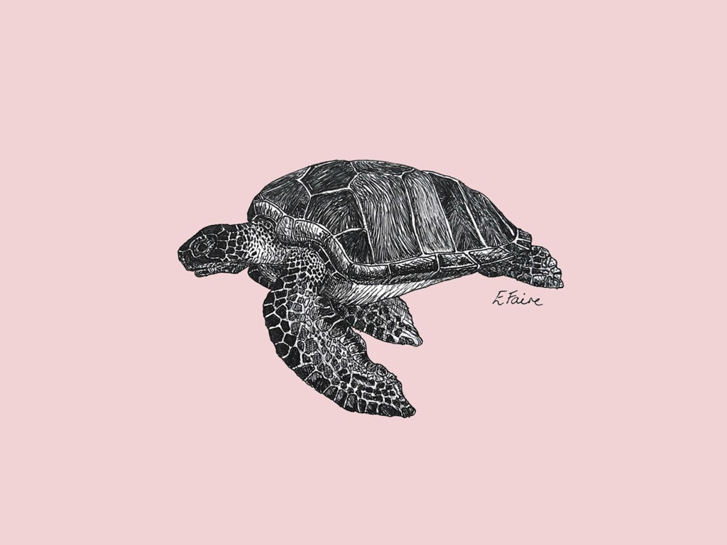 5 PASTEL 'Terry' Turtle Postcards
