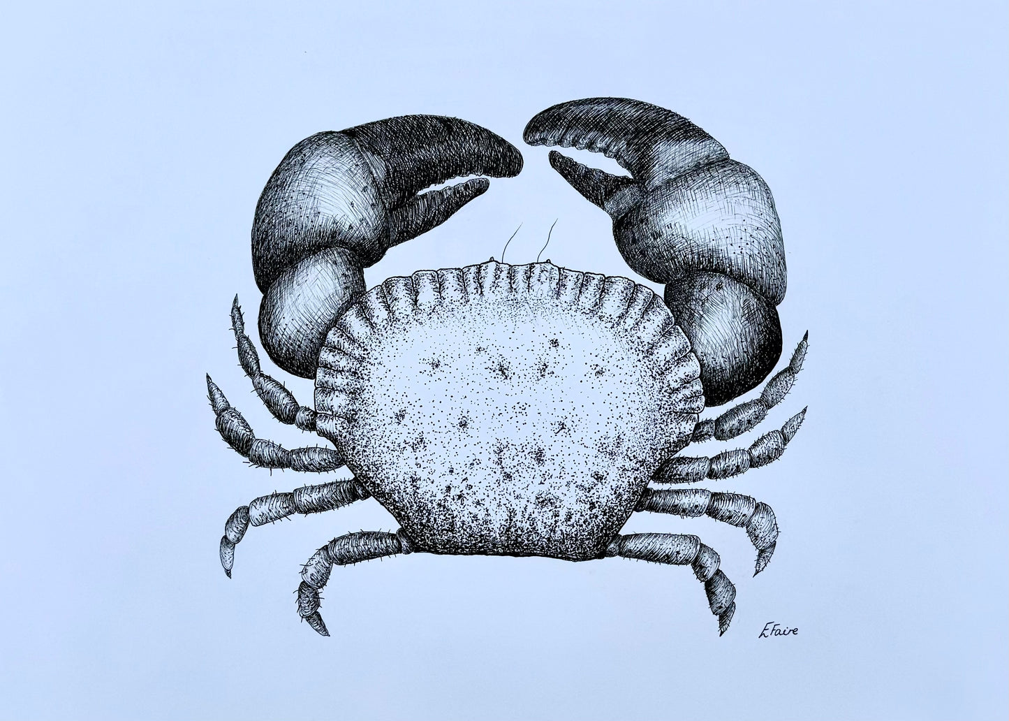 Kevin Cromer Crab A3 Print (White)