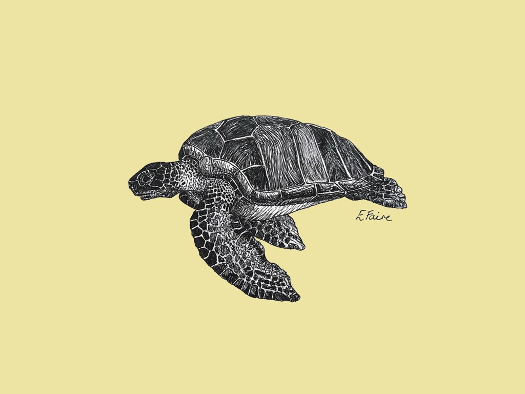 5 NEON 'Terry' Turtle Postcards