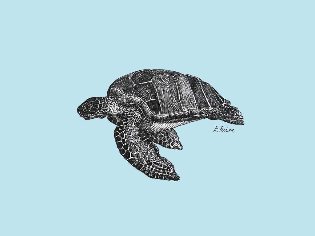 5 PASTEL 'Terry' Turtle Postcards