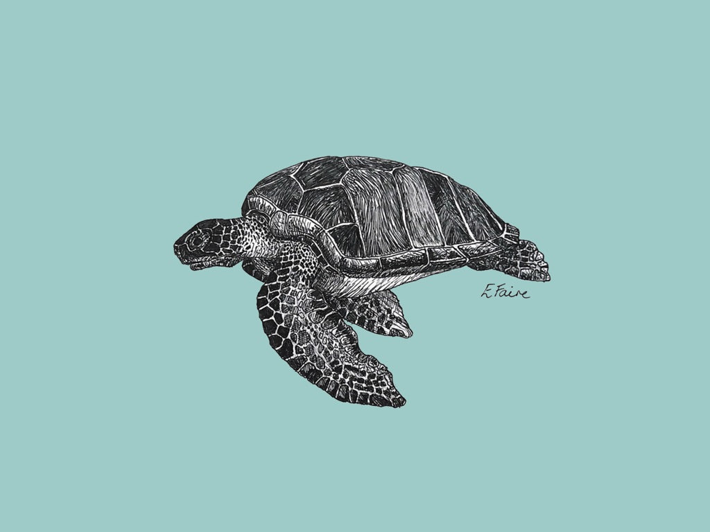 5 PASTEL 'Terry' Turtle Postcards