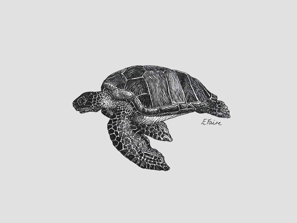 5 PASTEL 'Terry' Turtle Postcards