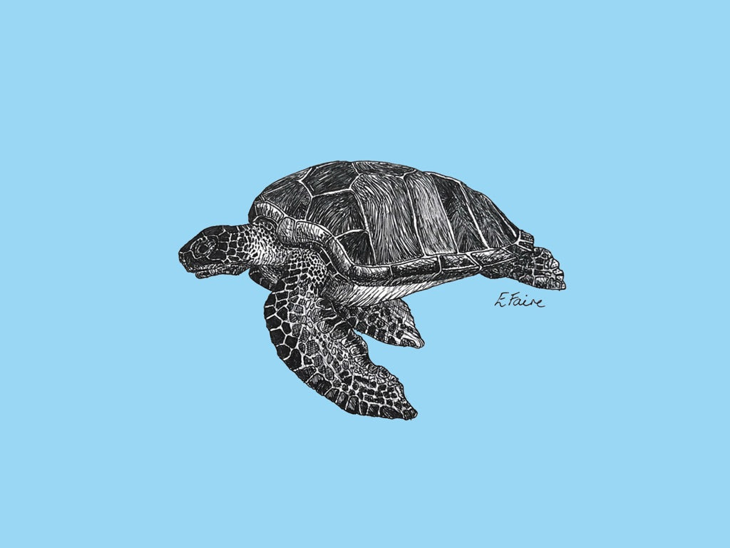 5 NEON 'Terry' Turtle Postcards