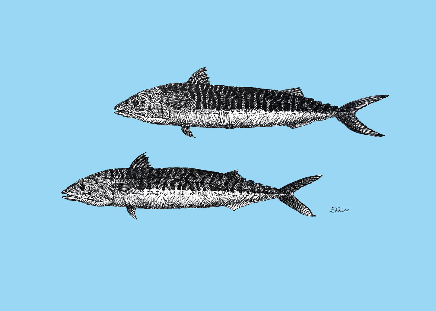 5 NEON 'Mills & Maverick' Mackerel Postcards