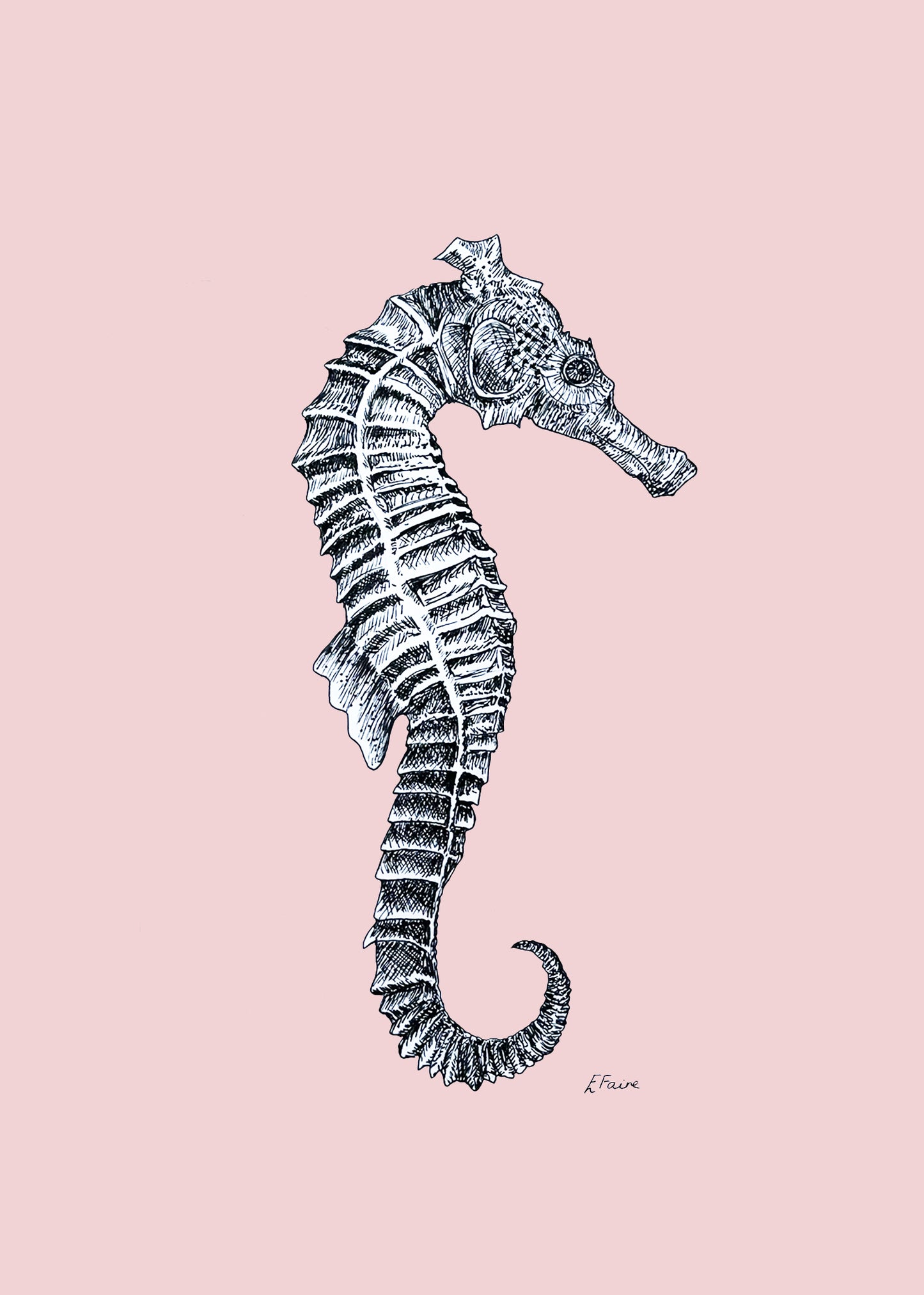 5 PASTEL 'Sebastian' Seahorse Postcards