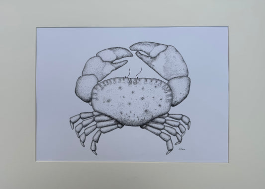 Crab (A2 - Larger) Framed